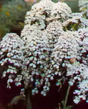 Candytuft picture