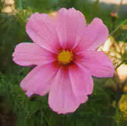 photo of cosmos