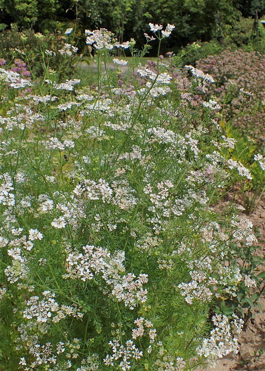 Cilantro plants blooming with clusters of small white flowers