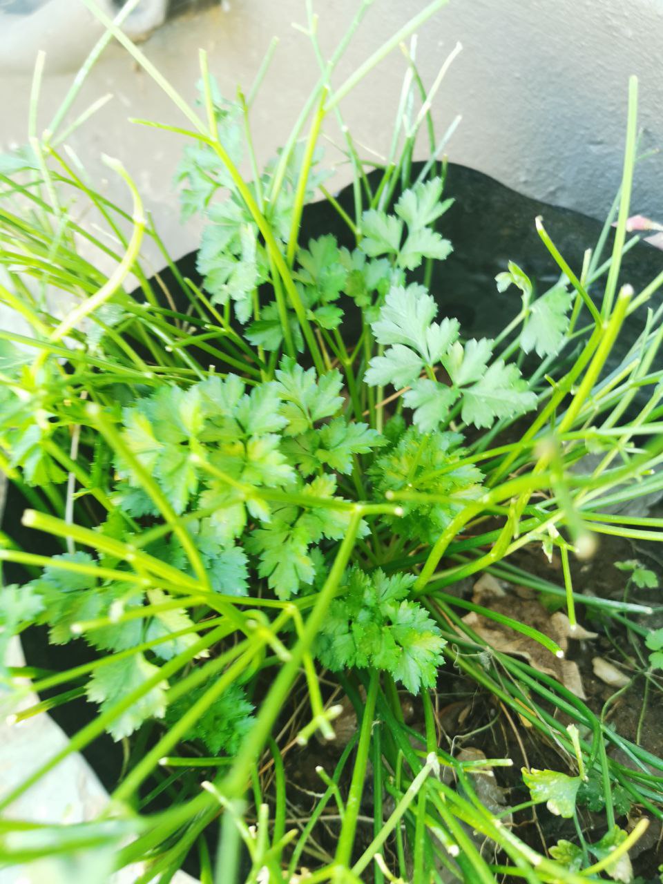 A parsley plant in a container