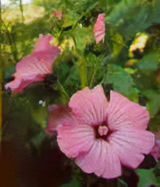 Lavatera