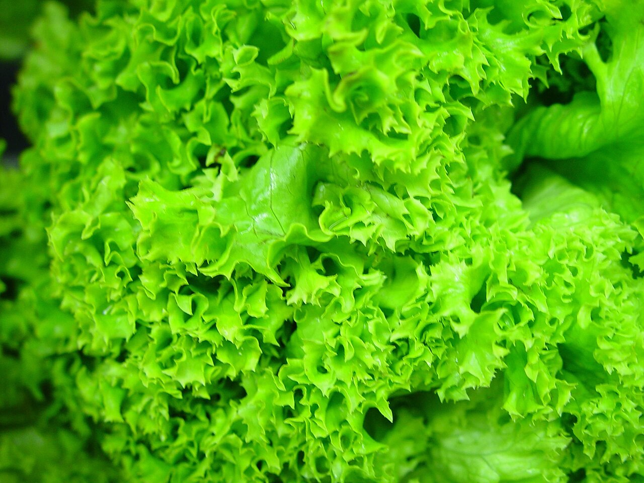 Crisp green loose-leaf lettuce