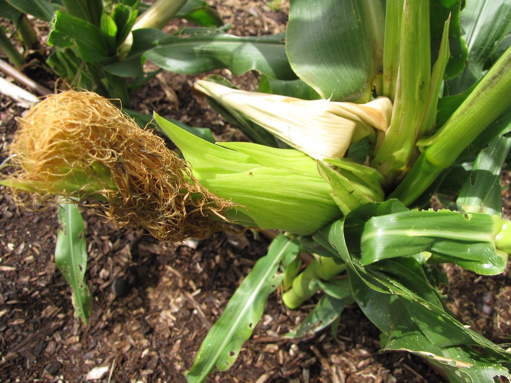 A developing ear of sweet corn with pale silk on a green plant