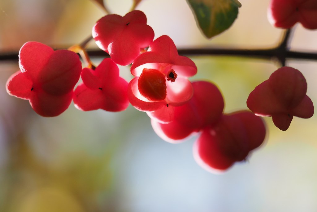 Bright red euonymus fruit hanging from a branch