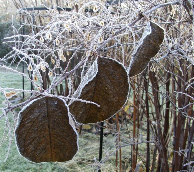 Garden leaves and stems covered in white frost