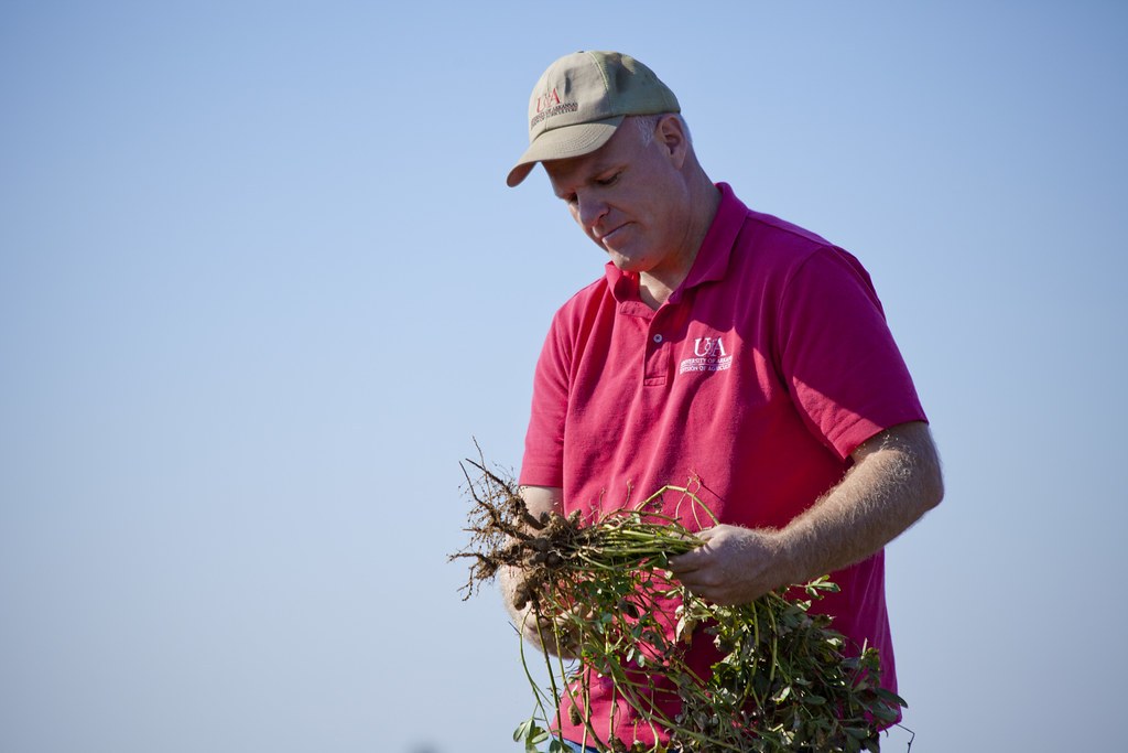 A gardener holding freshly lifted peanut plants with pods and roots