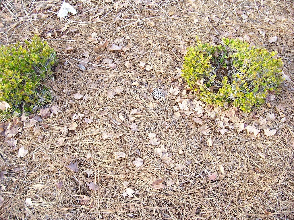 Small shrubs growing through a layer of fallen pine needles