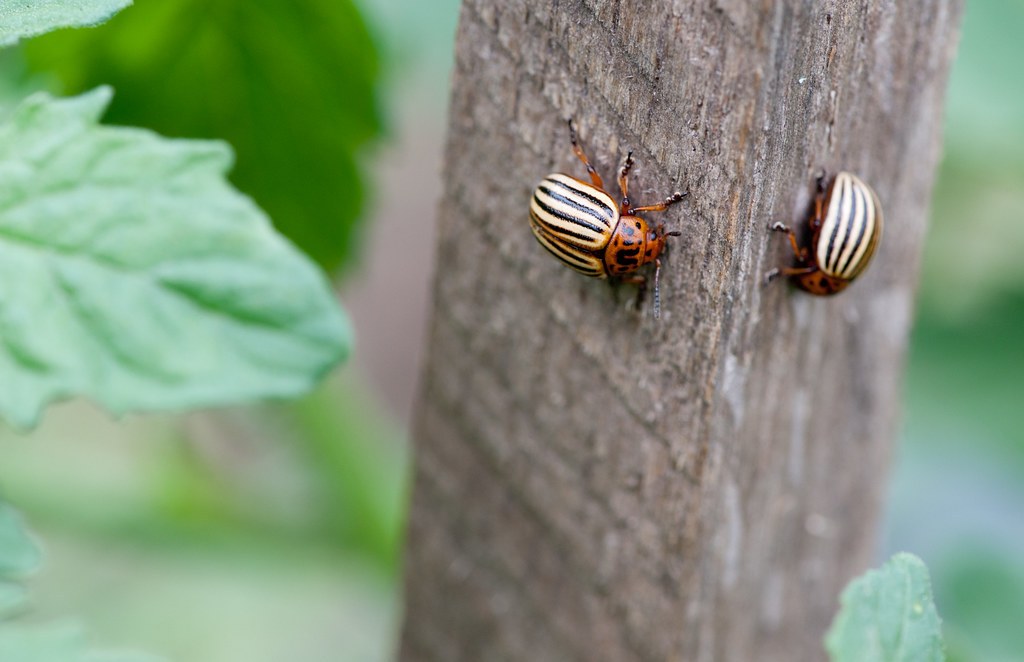 Two striped Colorado potato beetles on a plant stem