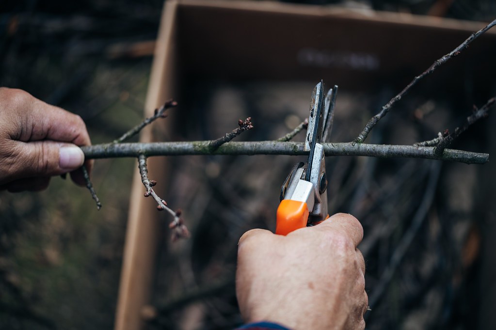 Hands using pruning shears to cut a thin woody branch