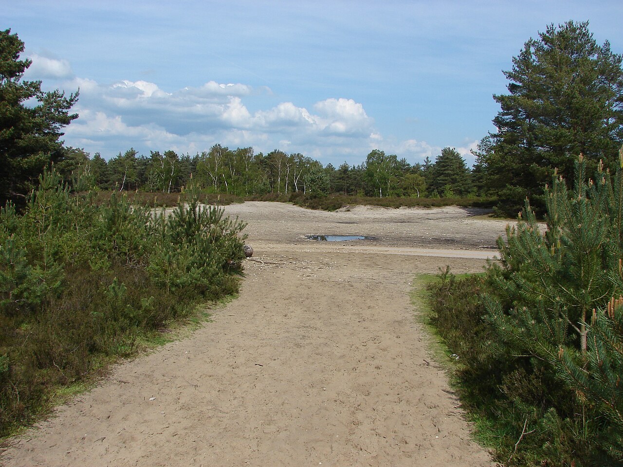 A pale sandy soil surface in an open landscape