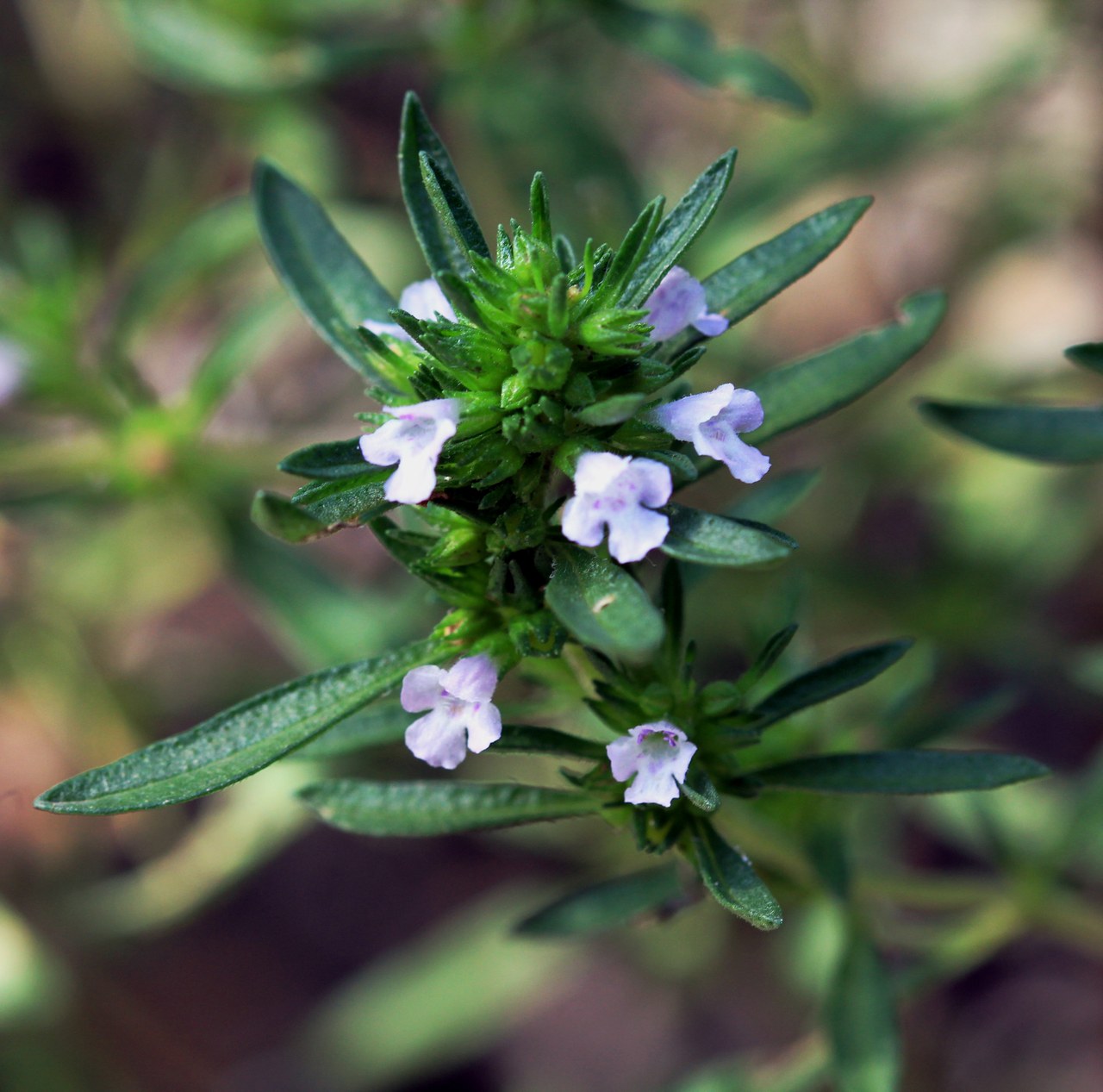 A summer savory plant with tiny pale flowers