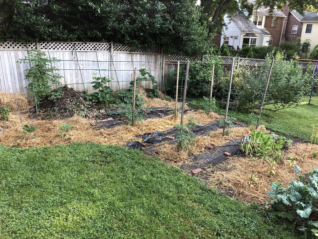 A vegetable garden using straw instead of carpet as mulch