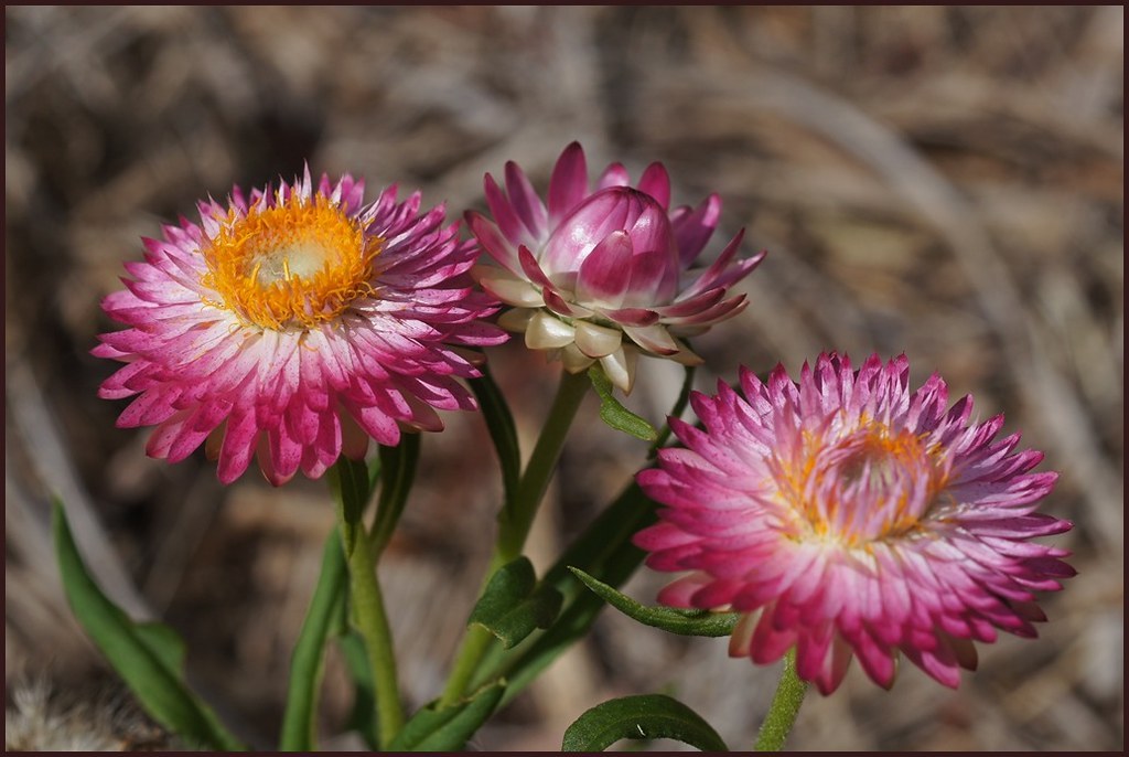 Pink strawflowers showing their papery bracts