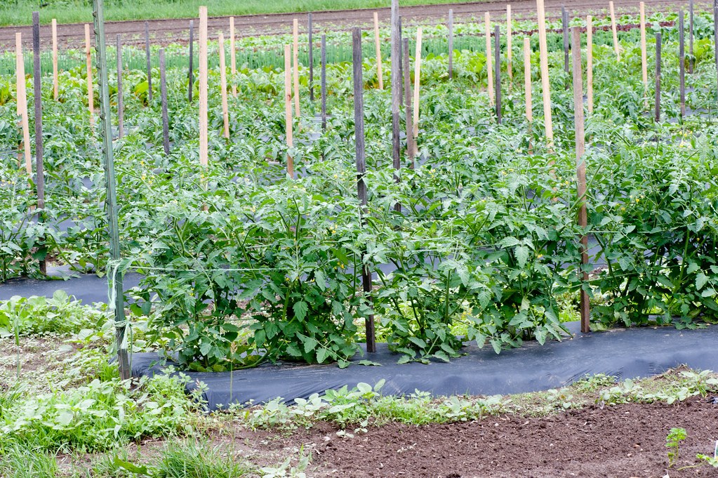 Rows of tall tomato plants supported by stakes