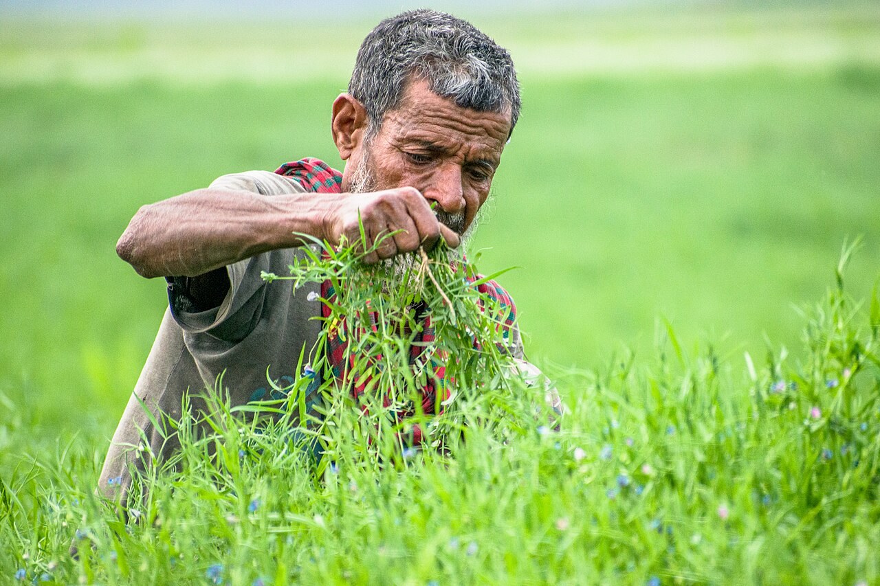 A gardener pulling unwanted plants by hand