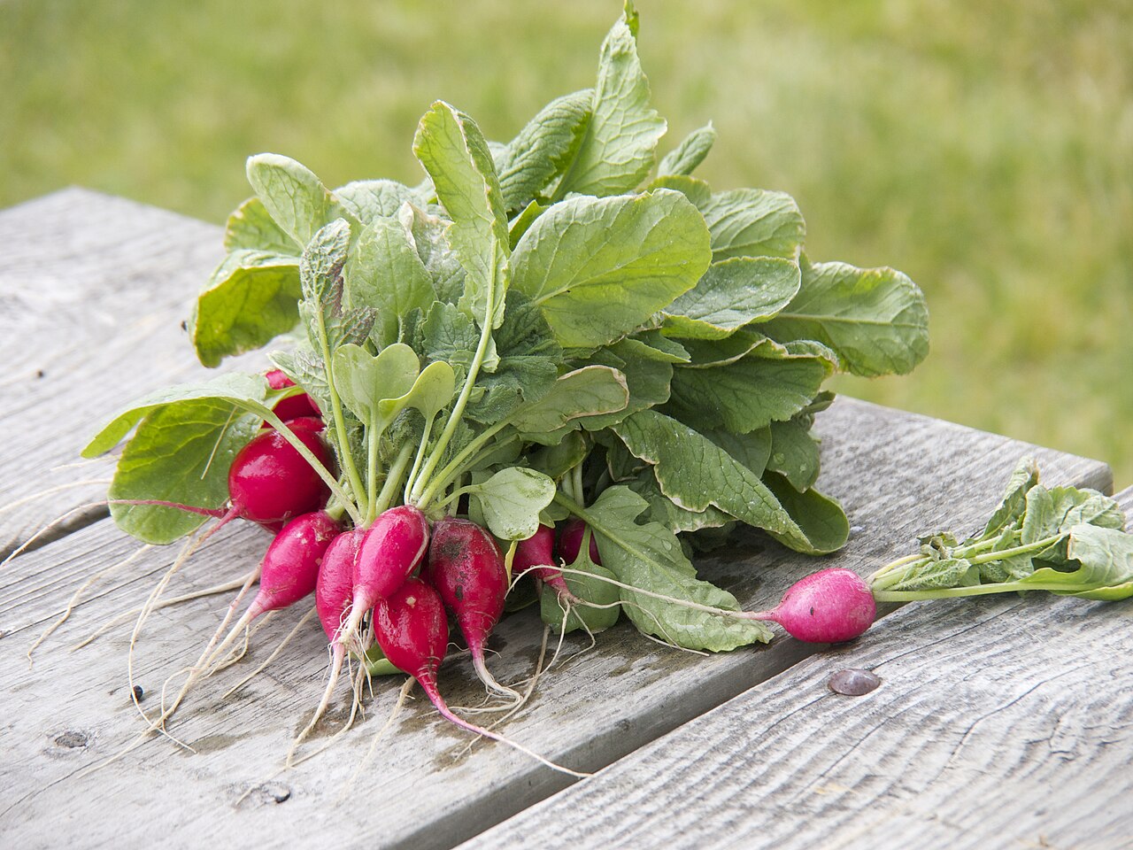 Fresh red radishes with leafy tops on a wooden table