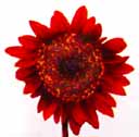 A red sunflower