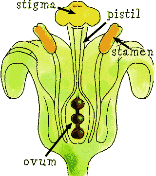 a plant's reproductive parts