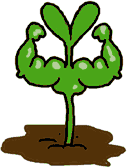 tough seedling